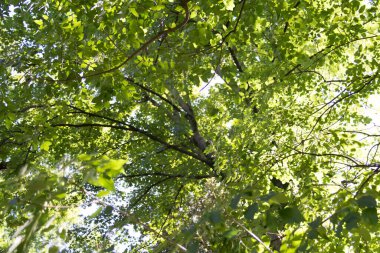  Bereketli yeşil ağaç tepe örtüsü güneş ışığıyla aydınlatılıyor. Yüksek kalite fotoğraf