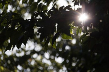  Yoğun yeşil yaprakların arasından süzülen güneş ışığı. Yüksek kalite fotoğraf