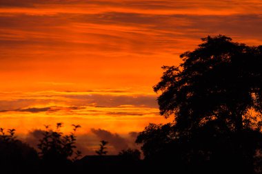  Canlı turuncu ve kırmızı günbatımı gökyüzü ve ağaç siluetleri. Yüksek kalite fotoğraf