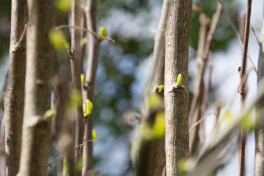  Baharda ağaç dallarında yeni yeşil tomurcuklar ortaya çıkıyor. Yüksek kalite fotoğraf