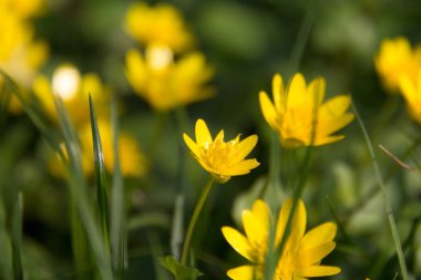  Yeşil bir tarlada açık sarı kır çiçekleri ve yumuşak bir odak noktası. Yüksek kalite fotoğraf