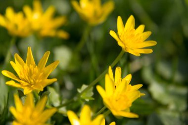  Yeşil bir tarlada açık sarı kır çiçekleri ve yumuşak bir odak noktası. Yüksek kalite fotoğraf