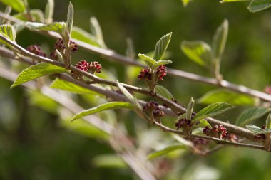  Baharda bir bitki dalında yeni yeşil yapraklar ve kırmızı tomurcuklar. Yüksek kalite fotoğraf