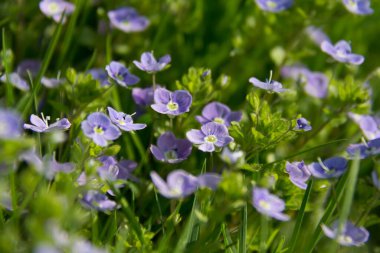  Yeşil çimlerde açan küçük mor kır çiçekleri. Yüksek kalite fotoğraf