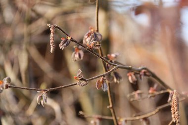  Baharda çıplak dallarda küçük kırmızı tomurcuklar ve kedi derileri. Yüksek kalite fotoğraf