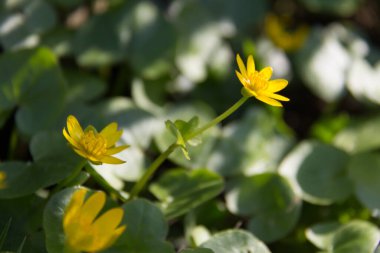  Canlı yeşil bir tarlada parlak sarı kır çiçekleri. Yüksek kalite fotoğraf
