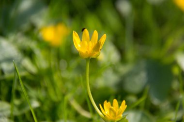  Canlı yeşil bir tarlada parlak sarı kır çiçekleri. Yüksek kalite fotoğraf
