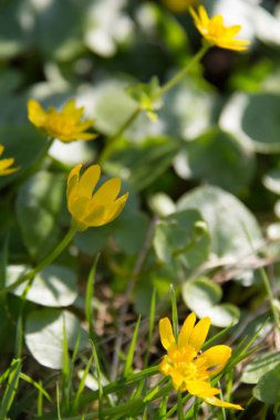  Canlı yeşil bir tarlada parlak sarı kır çiçekleri. Yüksek kalite fotoğraf