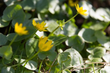  Canlı yeşil bir tarlada parlak sarı kır çiçekleri. Yüksek kalite fotoğraf