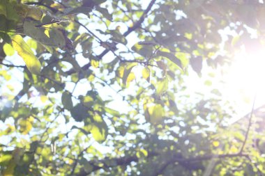  Parlak güneş ışığı, yeşil ağaç yaprakları arasında parlıyor. Yüksek kalite fotoğraf