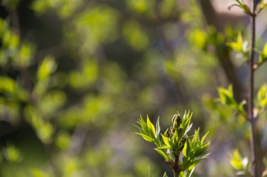  Parlak güneş ışığında dalda yeni yeşil yapraklar filizleniyor. Yüksek kalite fotoğraf
