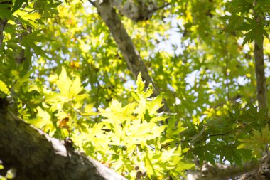  Parlak gökyüzüne karşı yemyeşil bir gölgeliği olan yaşlı ağaç. Yüksek kalite fotoğraf