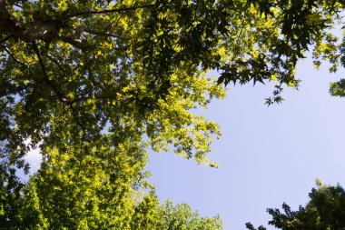  Parlak mavi gökyüzünü çevreleyen yeşil ağaç örtüsü. Yüksek kalite fotoğraf