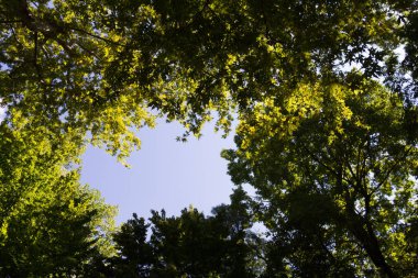  Parlak mavi gökyüzünü çevreleyen yeşil ağaç örtüsü. Yüksek kalite fotoğraf
