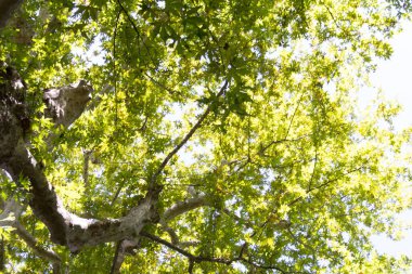  Parlak gökyüzüne karşı yemyeşil bir gölgeliği olan yaşlı ağaç. Yüksek kalite fotoğraf