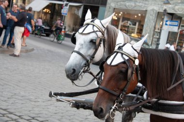 Vienna, AUSTRIA - 9 Eylül 2017: Şehir merkezinde turistler için geleneksel bir at arabası olan Fiaker. Yüksek kalite fotoğraf