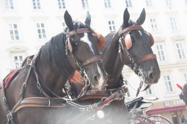Viyana, AUSTRIA - 9 Eylül 2017: Viyana 'da tarihi bir caddede koşumlu iki Fiaker yük arabasının yakın çekimi. Yüksek kalite fotoğraf