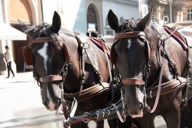  Vienna, AUSTRIA - 09 Eylül 2017: geleneksel Fiaker arabasını çeken atlar. Yüksek kalite fotoğraf