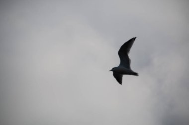 Bulutlu gri gökyüzüne doğru uçan tek bir kuşun silueti. Yüksek kalite fotoğraf