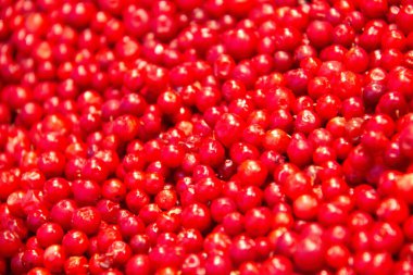 Kurutulmuş kırmızı biberlerin tam kare yakın çekimi canlı desenli bir arka plan oluşturuyor. Yüksek kalite fotoğraf