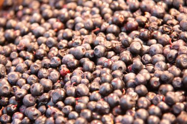 Taze ardıç dutlarının tam kare görüntüsü doğal koyu mavi dokulu bir arka plan oluşturuyor. Yüksek kalite fotoğraf