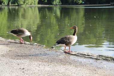 Münih 'teki Englischer Bahçesi' nin göl kıyısında duran Greylag kazları. Yüksek kalite fotoğraf