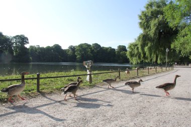 Güneşli bir günde Münih 'teki Englischer Bahçesi' nde göl yolu boyunca kuyrukta yürüyen gri lag kaz sürüsü. Yüksek kalite fotoğraf