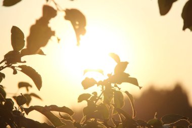 Almanya 'nın Soyen kenti yakınlarında altın saat boyunca arka planda parlayan güneş ışığı yapraklarının yakın çekimi. Yüksek kalite fotoğraf