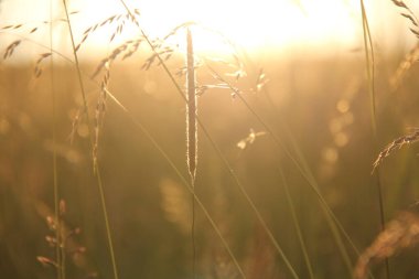 Soyen yakınlarında akşam güneşinde parlayan arka bahçedeki çayır çimenleri kırsal alanda yumuşak altın tonlardadır. Yüksek kalite fotoğraf