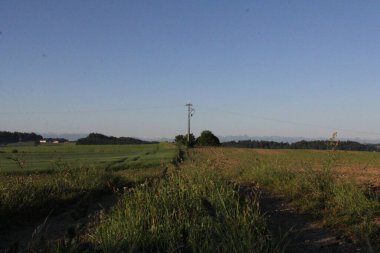 HAAG in OBERBAYERN, ALMANY - 31 Mayıs 2025: Çimenli kırsal arazi boyunca uzanan toprak yolu elektrik direkleriyle ve açık mavi gökyüzü altındaki uzak ağaçlarla. Yüksek kalite fotoğraf