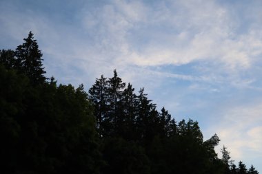 Almanya 'nın Oberbayern kentindeki Haag' da, açık mavi bir gökyüzünün altındaki orman ağaçlarının silueti. Yüksek kalite fotoğraf