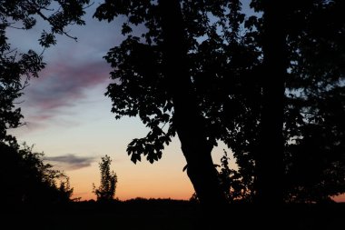 Wasserburg am Inn 'deki Schoene Aussicht yakınlarında renkli bir gökyüzünü çerçeveleyen siluetli ağaçlar. Yüksek kalite fotoğraf