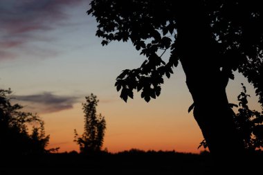 Wasserburg am Inn 'de, Schoene Aussicht yakınlarında, yumuşak günbatımı gökyüzüne sahip ağaç silueti. Yüksek kalite fotoğraf