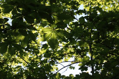 Wasserburg am Inn yakınlarındaki ilkbaharda kestane ve akçaağaç yapraklarının yoğun yeşil yapraklarından süzülen güneş ışığı. Yüksek kalite fotoğraf