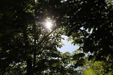 Güneş yoğun kestane yapraklarının arasından parlıyor ve Wasserburg am Inn yakınlarında ilkbaharda dramatik bir ışık ve gölge oyunu yaratıyor. Yüksek kalite fotoğraf