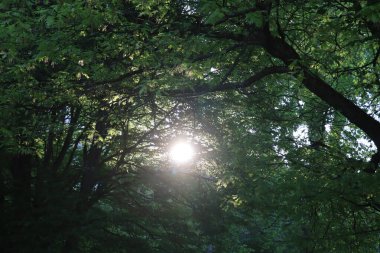 Almanya 'nın Haag yakınlarındaki bir ormandaki yaprak döken ağaçların yoğun yeşil yaprakları arasında sabah güneşi parlıyor. Yüksek kalite fotoğraf