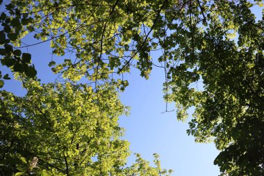 Wasserburg am Inn 'de canlı bir mavi gökyüzüne karşı taze bahar yaprakları olan ağaç dallarının yukarıdaki görüntüsü doğal bir çerçeve oluşturuyor. Yüksek kalite fotoğraf