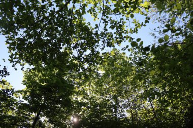 Wasserburg am Inn yakınlarındaki bir bahar ormanındaki yaprak döken ağaçların arasından süzülen güneş ışığı. Yüksek kalite fotoğraf