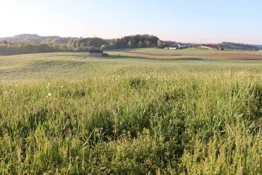 HAAG OBERBAYERN, ALMANY - 29 Nisan 2025: Oberbayern 'de Haag tarafından açık bir bahar sabahı Lerchenberg bölgesi yakınlarındaki yeşil tarlaları ve uzak ormanı geniş görüş. Yüksek kalite fotoğraf