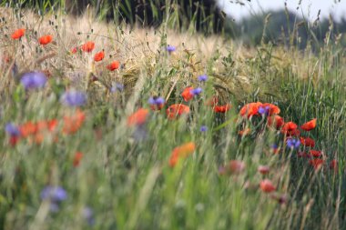 Kır çiçekleri ve gelincikler yaz kırsalında bir tahıl tarlası boyunca çiçek açarlar. Yüksek kalite fotoğraf