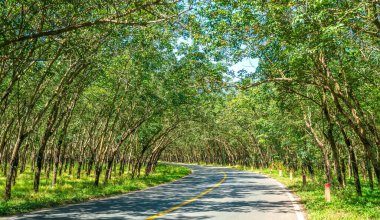 Tay Ninh, Vietnam 'ın banliyölerindeki kauçuk tarlalarından geçen asfalt yol.