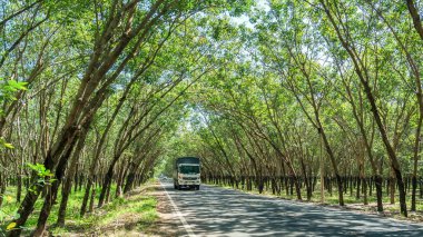 Tay Ninh, Vietnam - 1 Ocak 2022: Sonbahar sabahı eski kauçuk orman kavşağında trafik, Saigon 'u Tay Ninh, Vietnam' a bağlayan önemli bir trafik rotası.