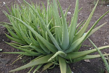 Aloe vera bitki bahçesinde, bu tıbbi bir bitkidir ve vücut için serin bir gıda yazın