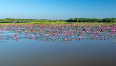 Vietnam, Tay Ninh 'da su basmış büyük bir gölde zambaklar mevsimi açar. Sel suları yükseldiğinde çiçekler doğal olarak büyür. Saflığı, sadeliği temsil eder.