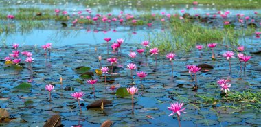 Vietnam, Tay Ninh 'da su basmış büyük bir gölde zambaklar mevsimi açar. Sel suları yükseldiğinde çiçekler doğal olarak büyür. Saflığı, sadeliği temsil eder.