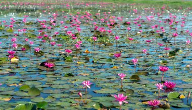 Vietnam, Tay Ninh 'da su basmış büyük bir gölde zambaklar mevsimi açar. Sel suları yükseldiğinde çiçekler doğal olarak büyür. Saflığı, sadeliği temsil eder.