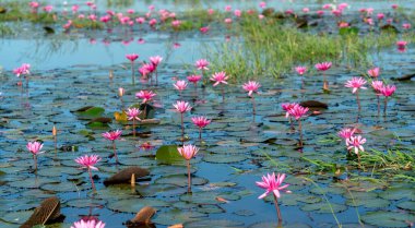 Vietnam, Tay Ninh 'da su basmış büyük bir gölde zambaklar mevsimi açar. Sel suları yükseldiğinde çiçekler doğal olarak büyür. Saflığı, sadeliği temsil eder.
