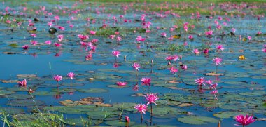 Vietnam, Tay Ninh 'da su basmış büyük bir gölde zambaklar mevsimi açar. Sel suları yükseldiğinde çiçekler doğal olarak büyür. Saflığı, sadeliği temsil eder.