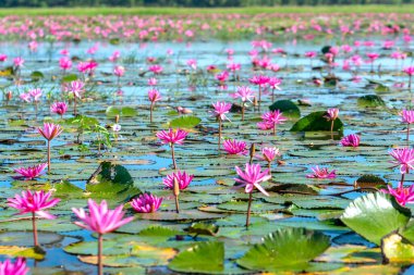 Vietnam, Tay Ninh 'da su basmış büyük bir gölde zambaklar mevsimi açar. Sel suları yükseldiğinde çiçekler doğal olarak büyür. Saflığı, sadeliği temsil eder.