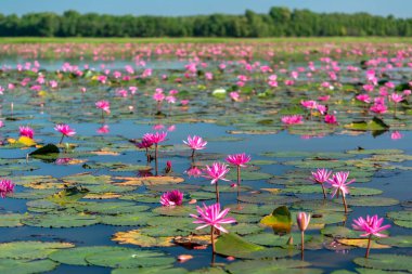 Vietnam, Tay Ninh 'da su basmış büyük bir gölde zambaklar mevsimi açar. Sel suları yükseldiğinde çiçekler doğal olarak büyür. Saflığı, sadeliği temsil eder.